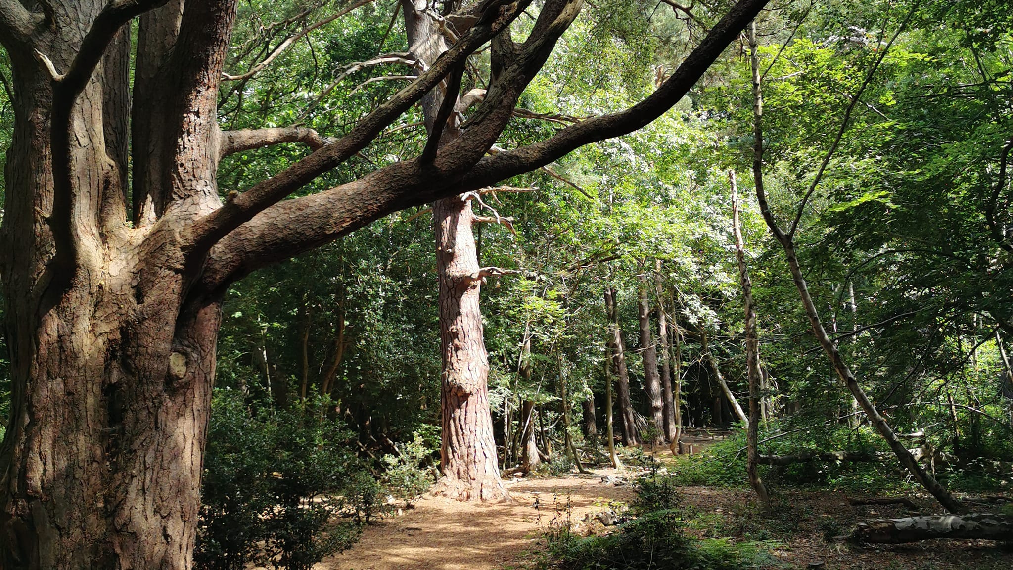 The Burnout Counsellor